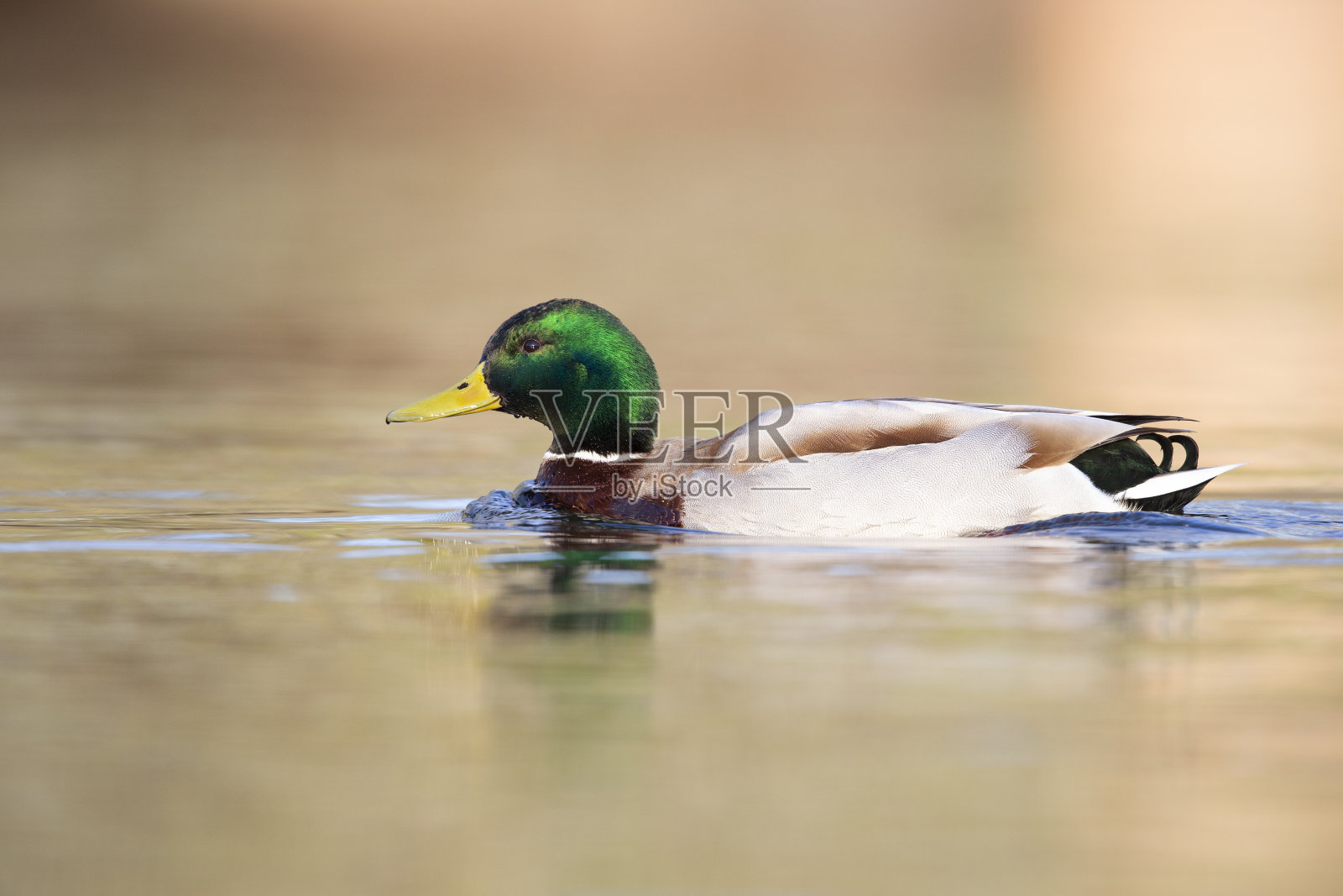 一只成年雄性绿头鸭在柏林的一个池塘里游泳和觅食。照片摄影图片