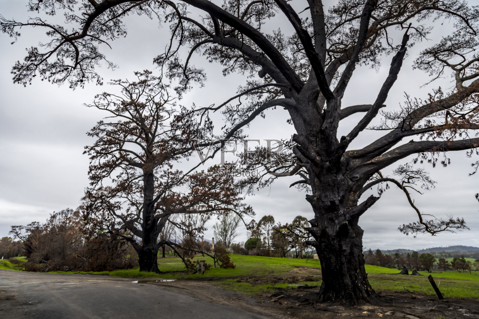 澳大利亚新南威尔士州瓦勒加湖附近的一片森林在丛林大火中被烧毁。生命回归自然。照片摄影图片