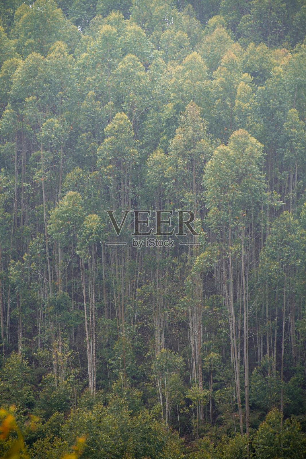 大自然中的桉树照片摄影图片