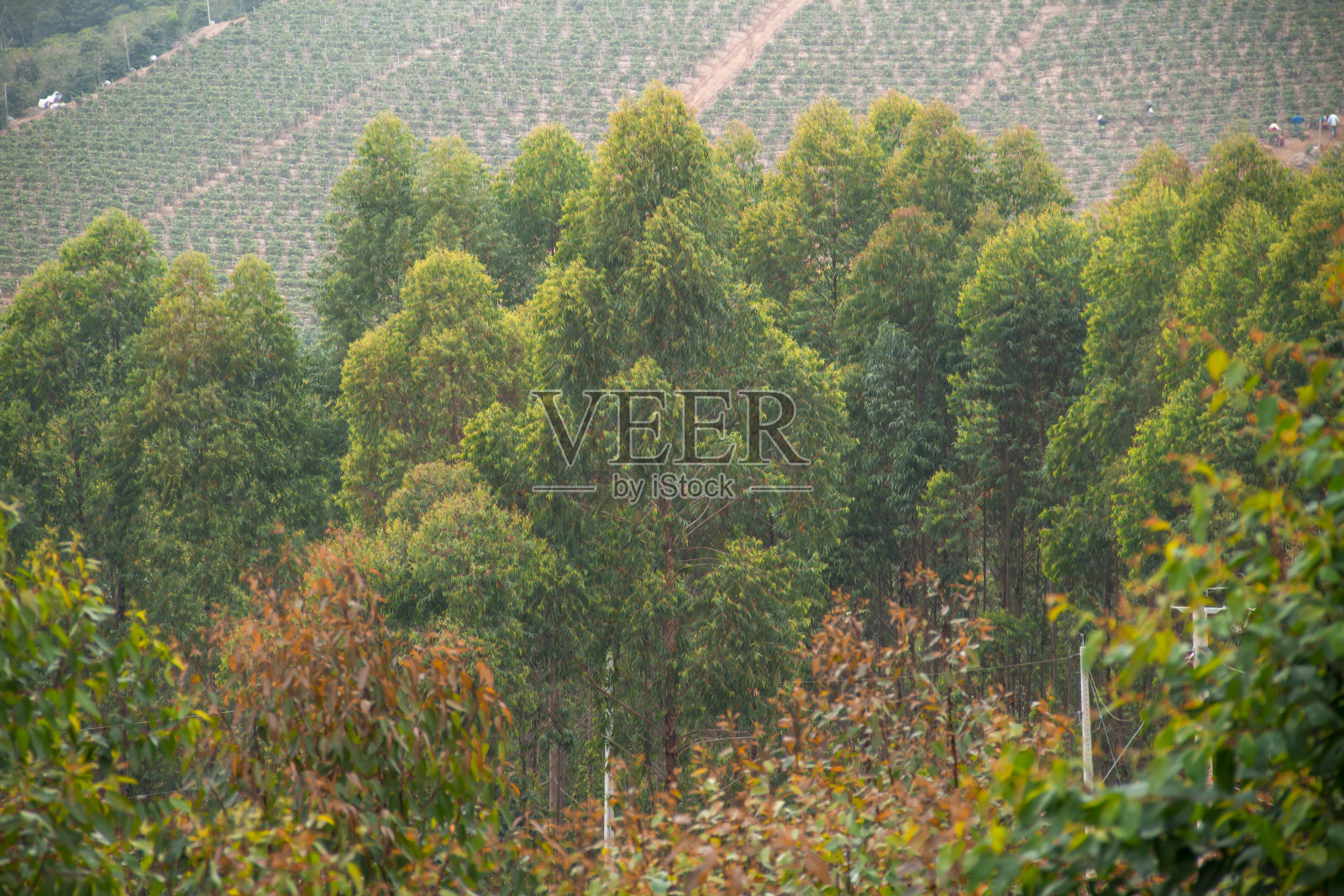 大自然中的桉树照片摄影图片