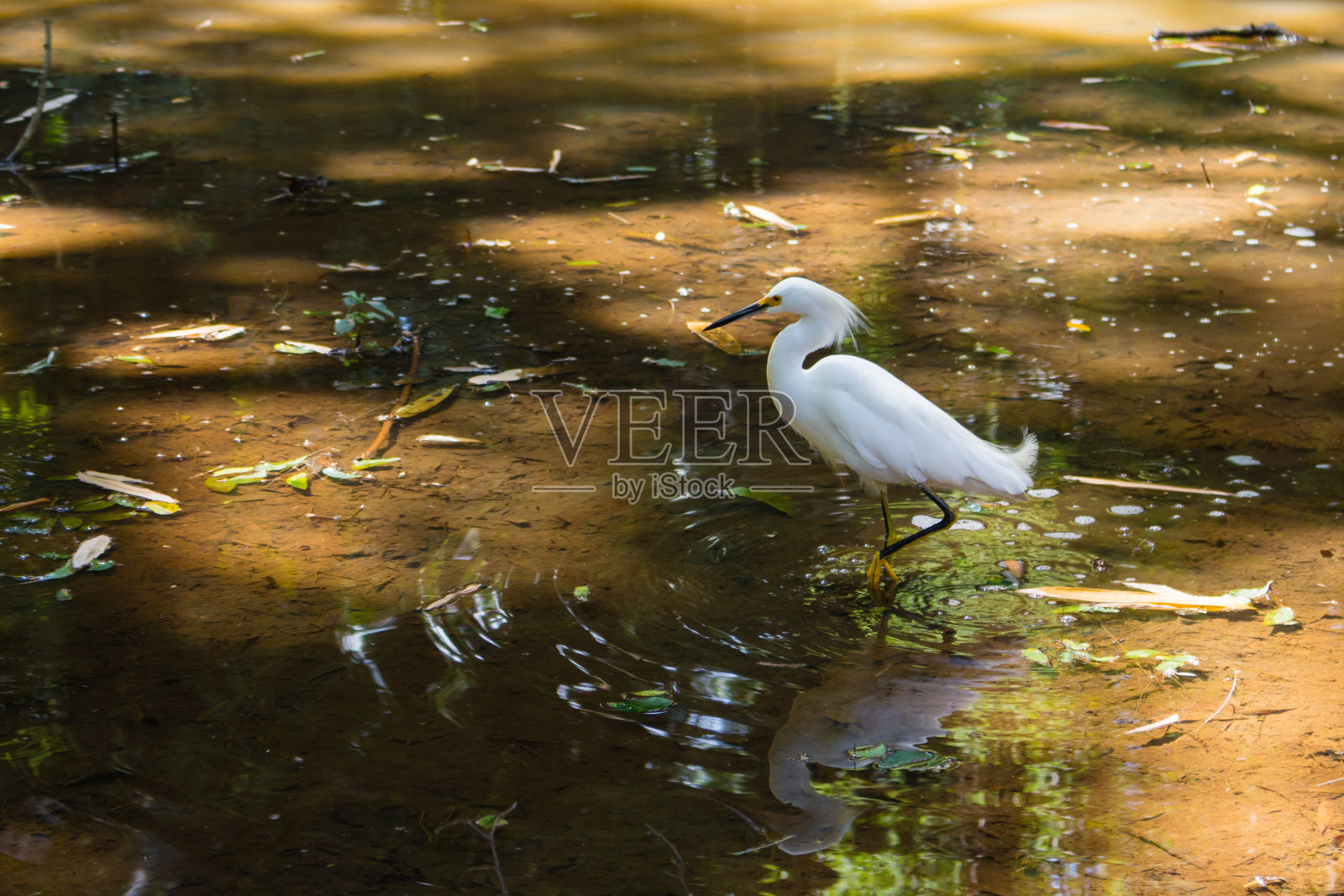 走鹭照片摄影图片