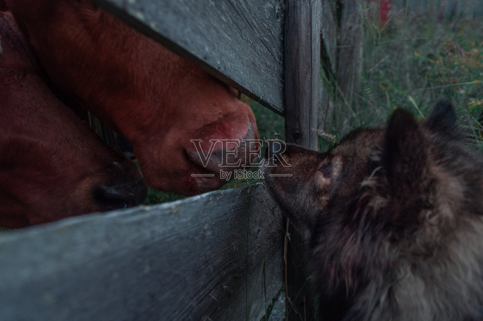 狗和牛互相嗅照片摄影图片