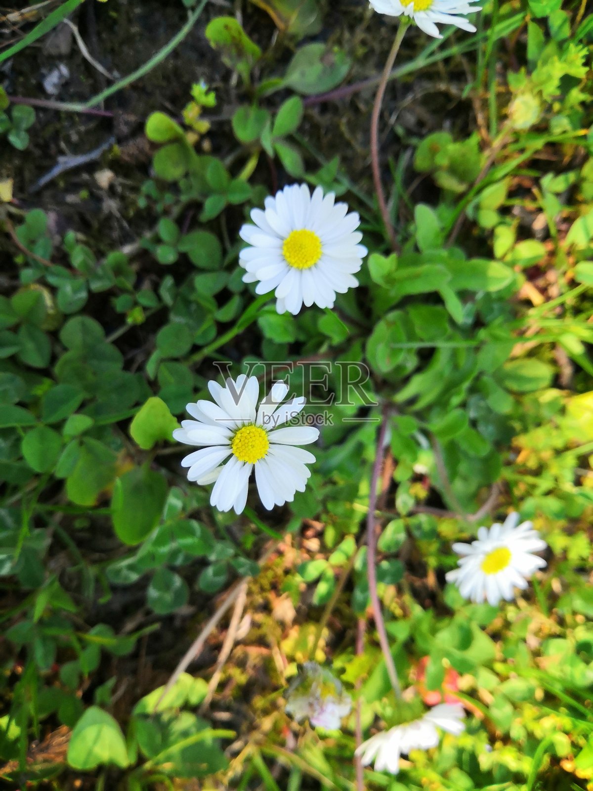 可能在索契照片摄影图片