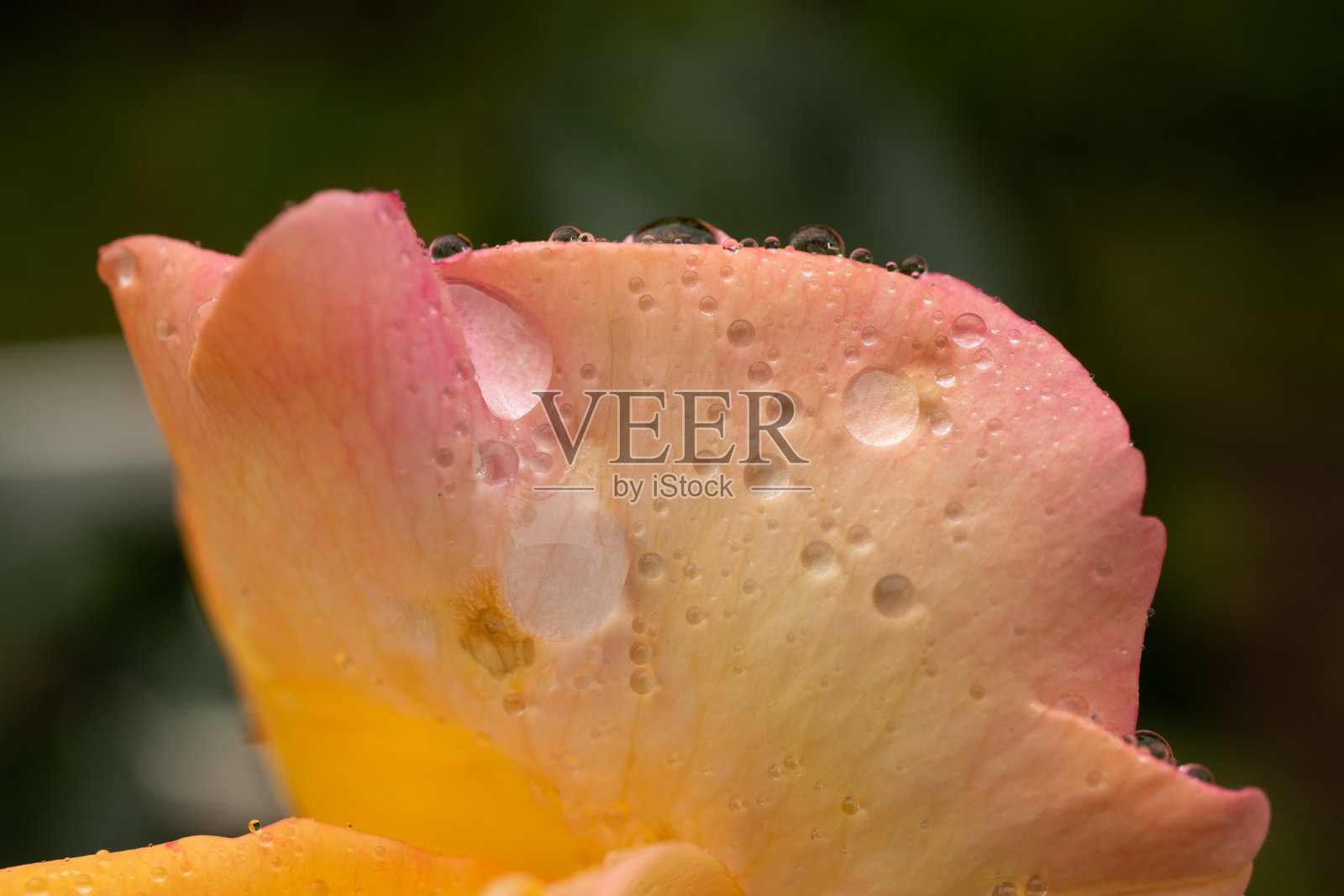 花瓣玫瑰，露珠雨滴，水滴，水圈泡水花照片摄影图片