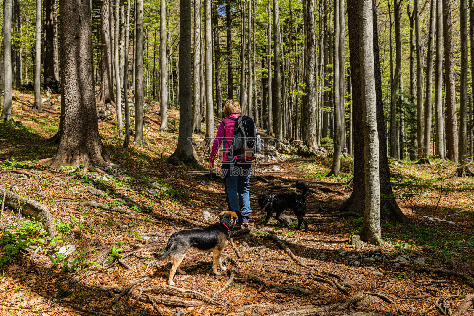 欧洲斯洛维尼亚Primorska，科罗娜时间的森林里遛黑狗的老妇人照片摄影图片