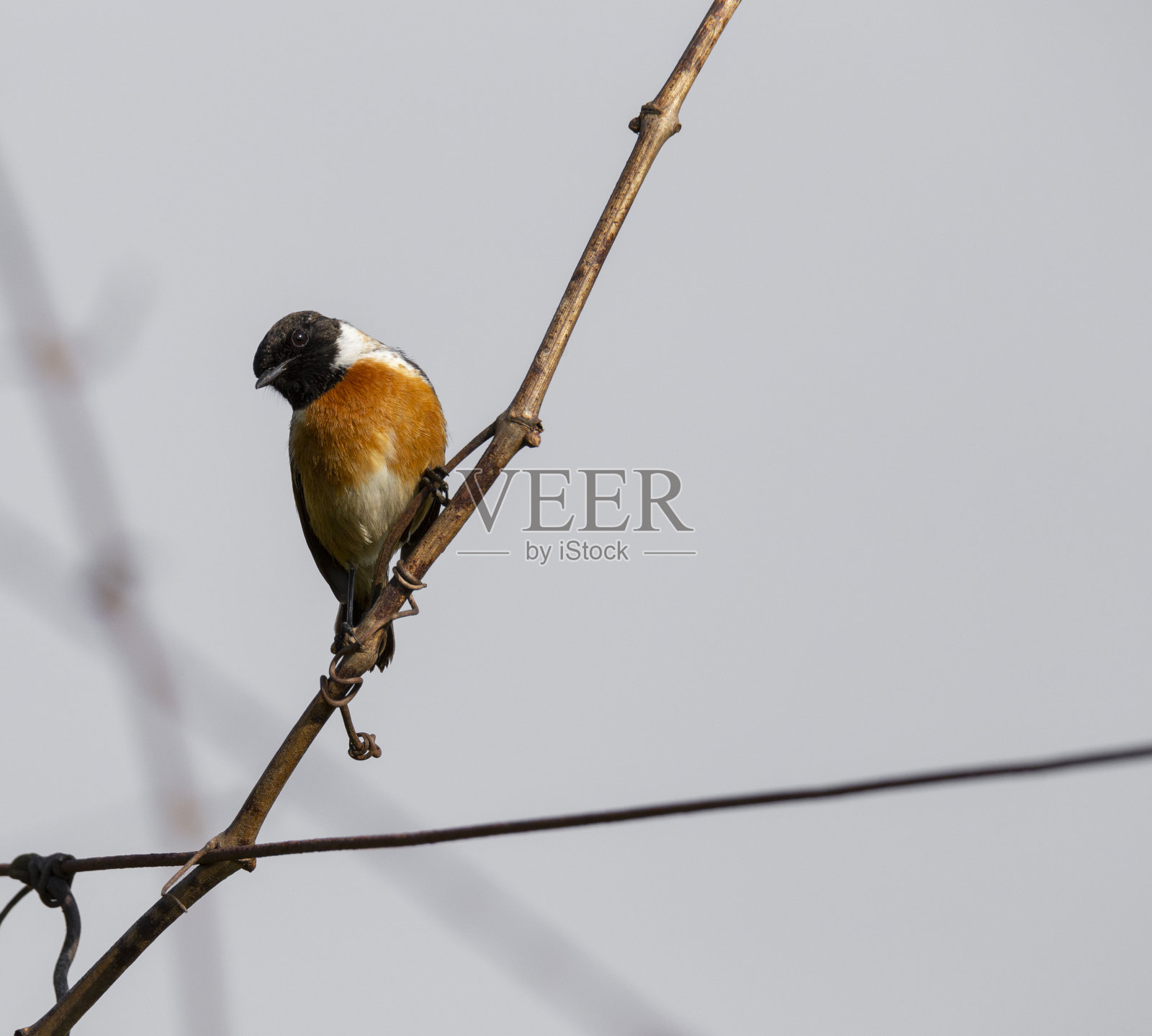 葡萄牙米尼奥布拉加(Braga, Minho)，一种美丽的鸣禽。照片摄影图片