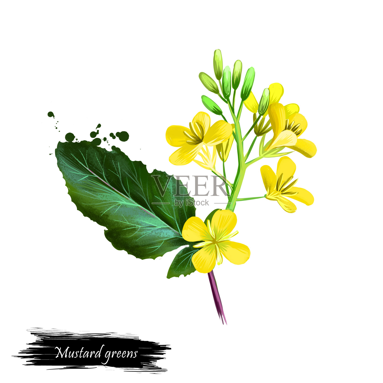 数码艺术插图的芥菜绿色，芥菜孤立在白色的背景。有机健康食品。绿色蔬菜。手绘植物特写。剪贴画插图。平面设计元素插画图片素材