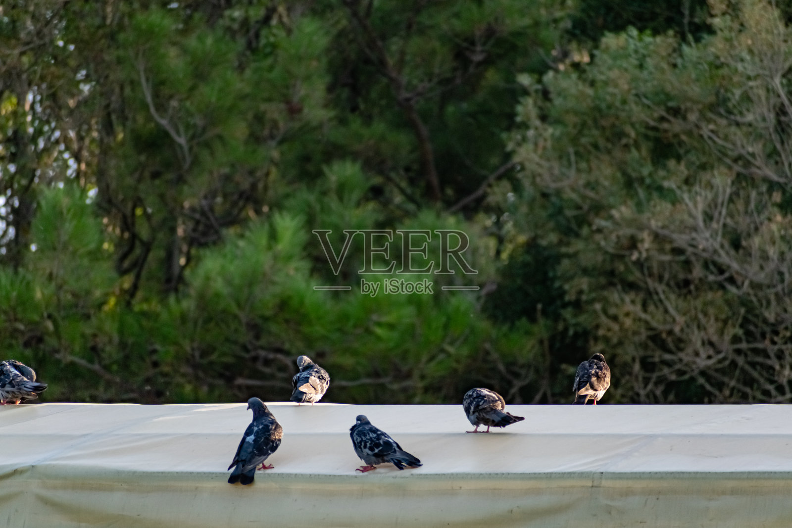 有着彩虹色的深蓝色鸽子栖息在房屋和建筑物的屋顶上。他们观察发生了什么照片摄影图片