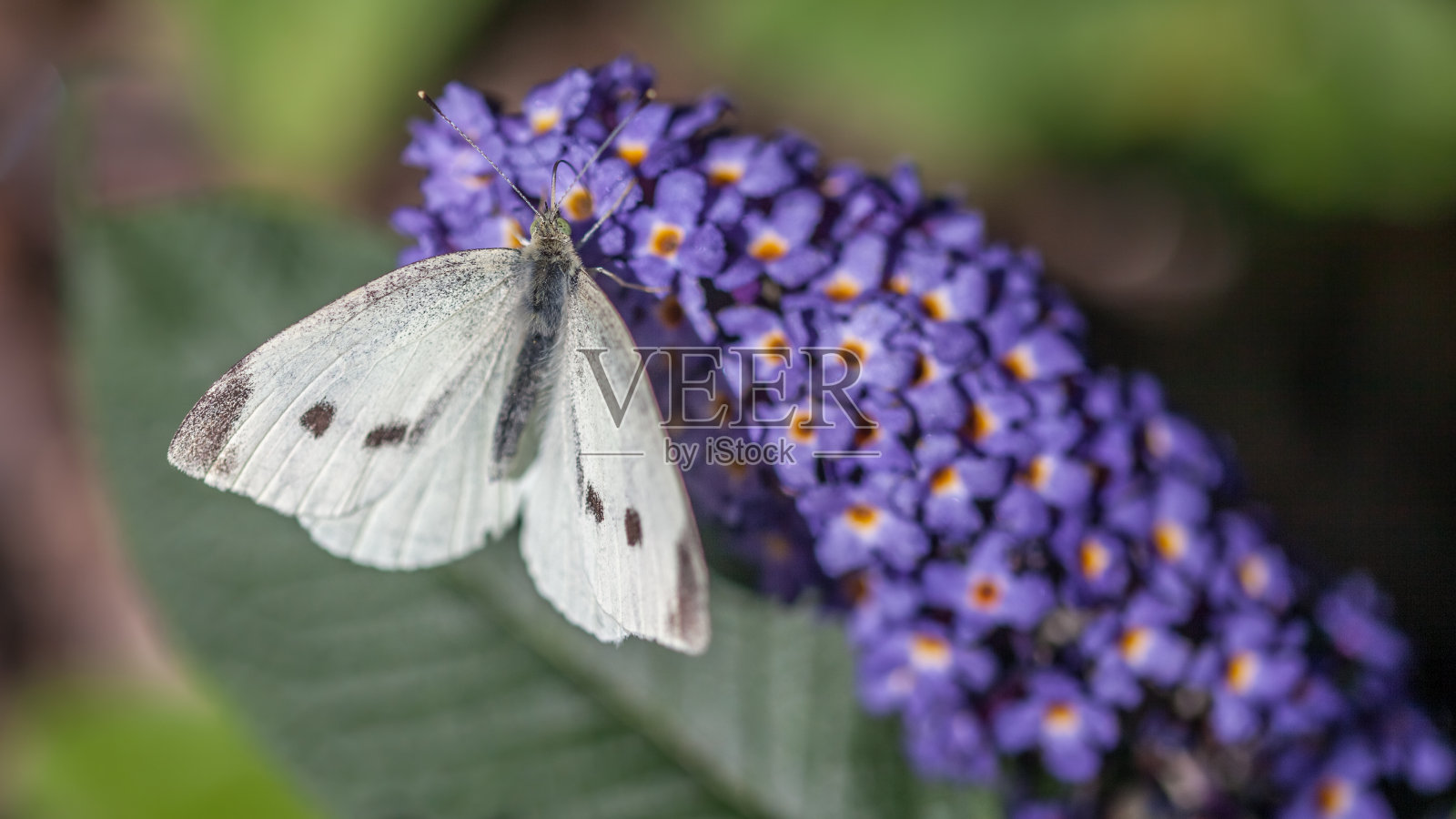 白菜(Pieris brassicae)在大白菜(budleia davidii)上。照片摄影图片