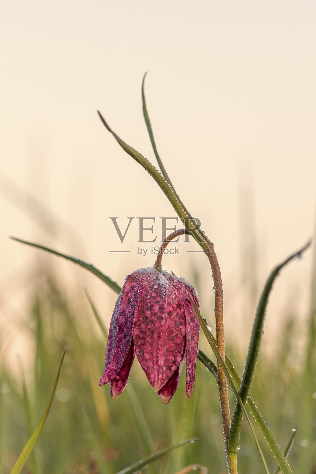 方格百合贝母(贝母meleagris)在一个美丽的春天日出在草地上与露珠。照片摄影图片