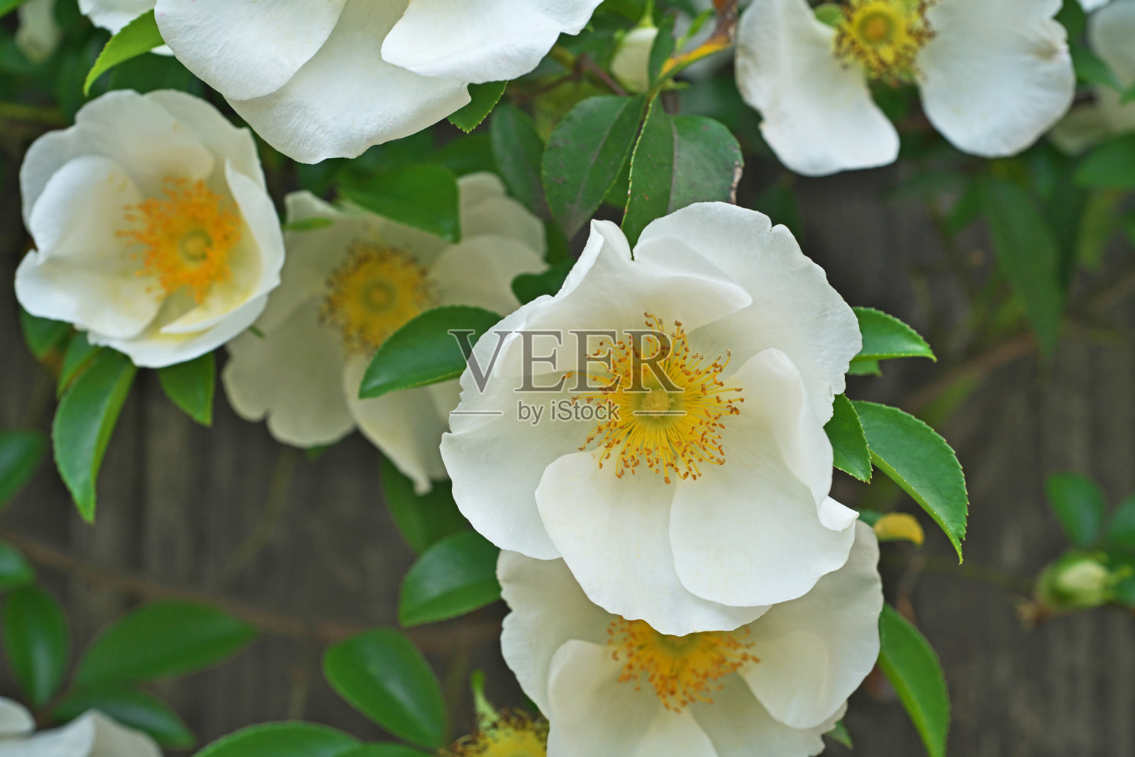 光叶蔷薇照片摄影图片