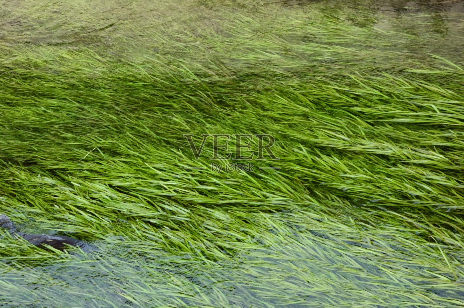 生长在清澈溪流中的水生植物照片摄影图片