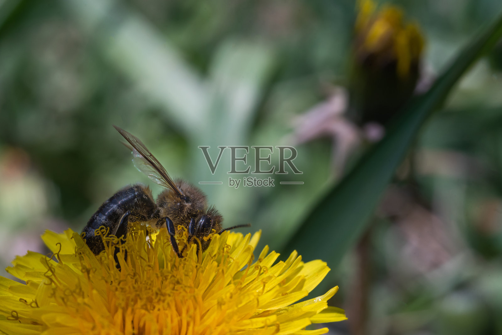 大蜜蜂在蒲公英花上照片摄影图片