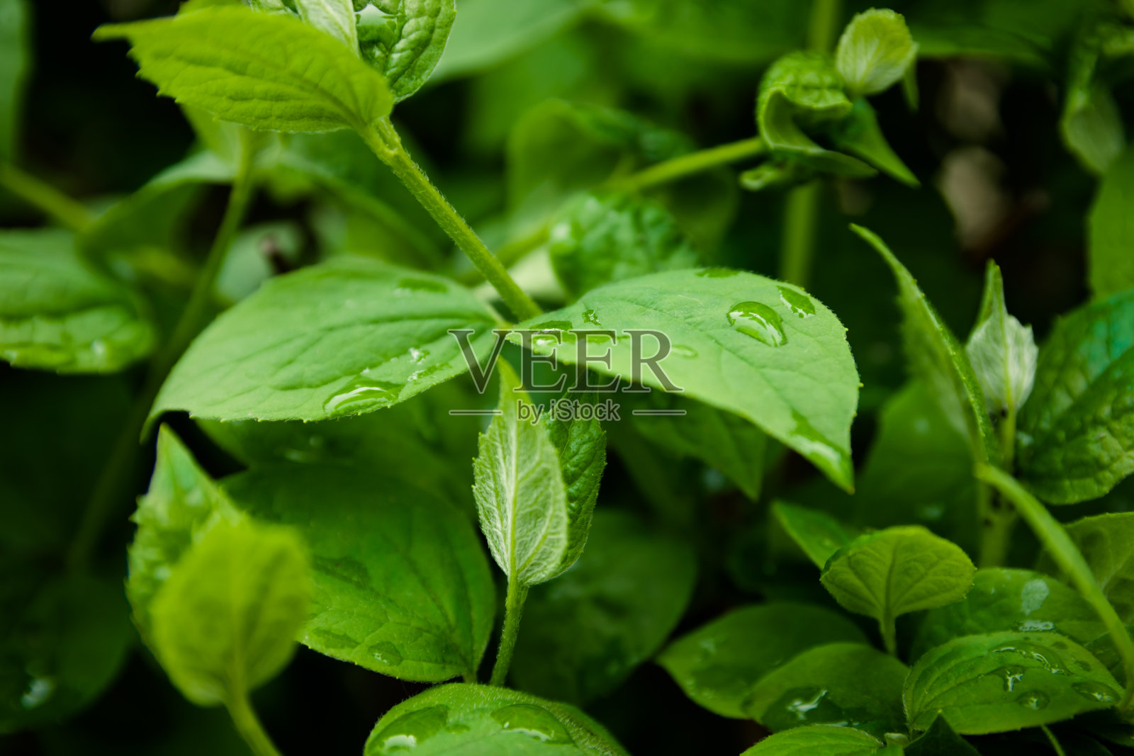 新鲜的绿叶带着露珠靠近。雨后水滴在新鲜的叶子上。绿叶上沾着晨露。照片摄影图片