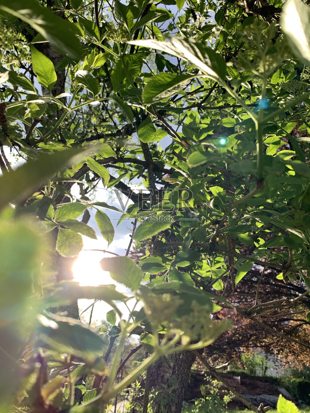 阳光下的接骨木树照片摄影图片