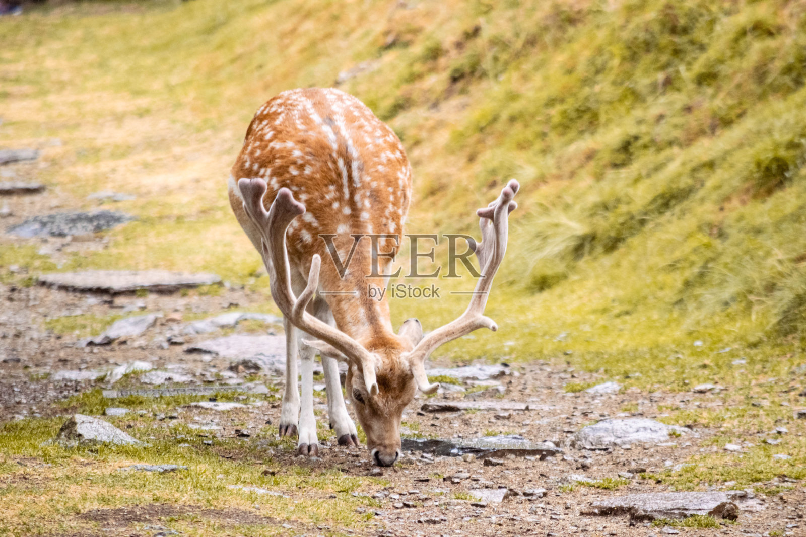美丽的Chamonix野生动物-法国/ La merveilleuse faune de Chamonix -法国照片摄影图片