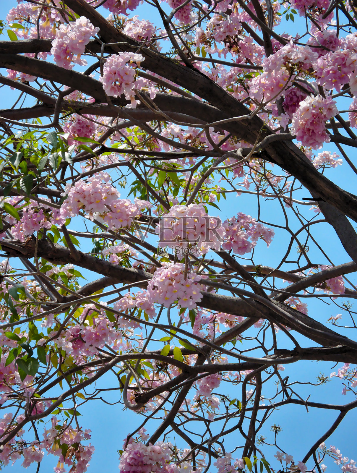 菲迈历史公园，菲迈根据高棉的传统艺术建造。Phimai Prasat Hin可能是在Suryavarman 1统治时期开始建造的，这是16世纪的佛教寺庙。照片摄影图片