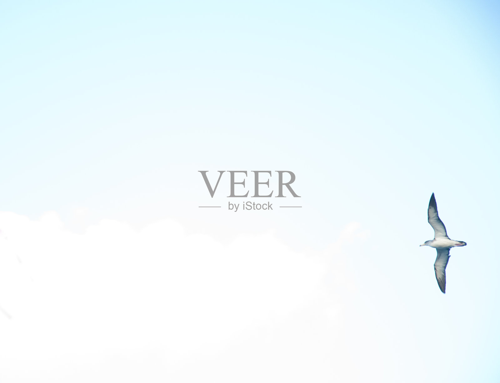 幼年的科利鹱，北方鹬，正在飞行中。照片摄影图片