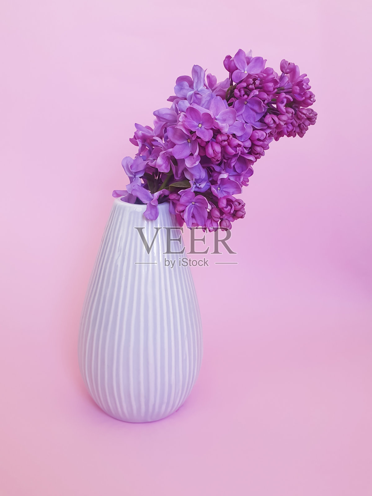 有颜色背景的花瓶里的紫丁香花照片摄影图片