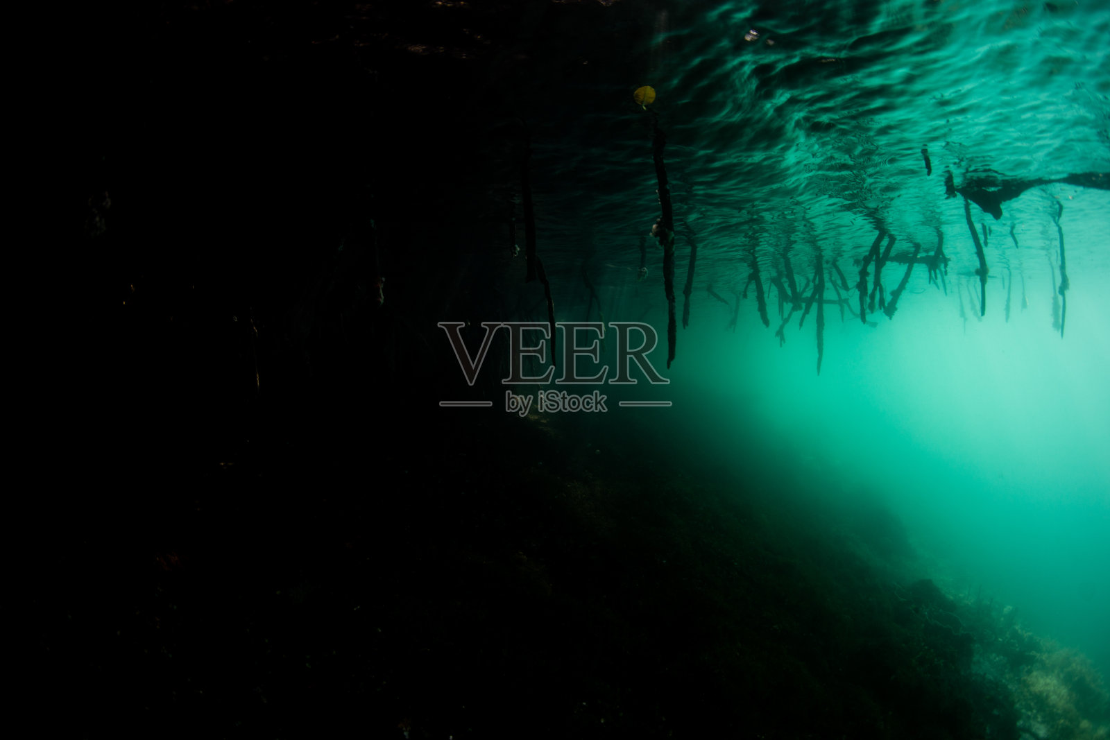 印度尼西亚黑暗神秘的红树林照片摄影图片