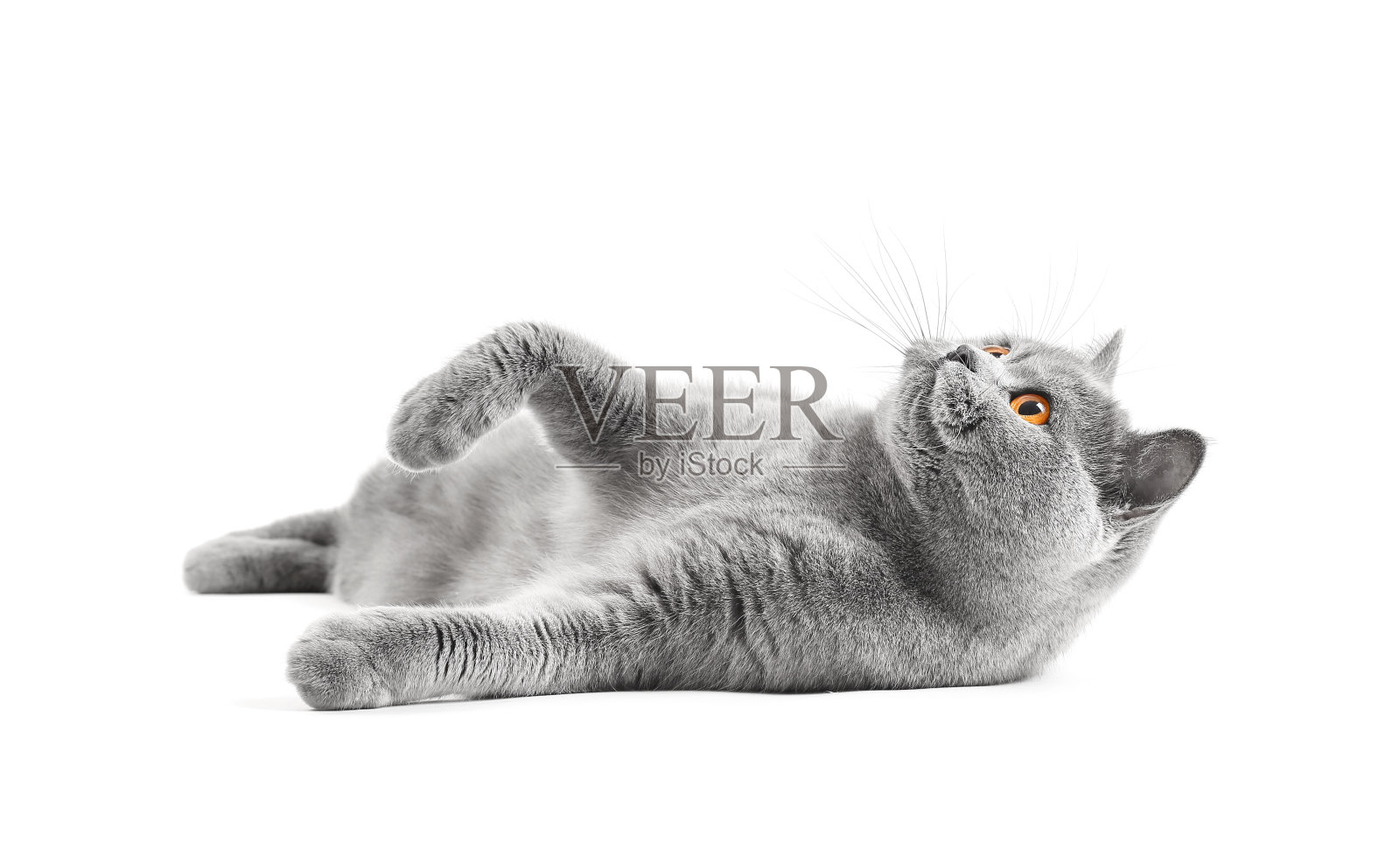 猫咪在孤独的时候会有好玩的心情照片摄影图片