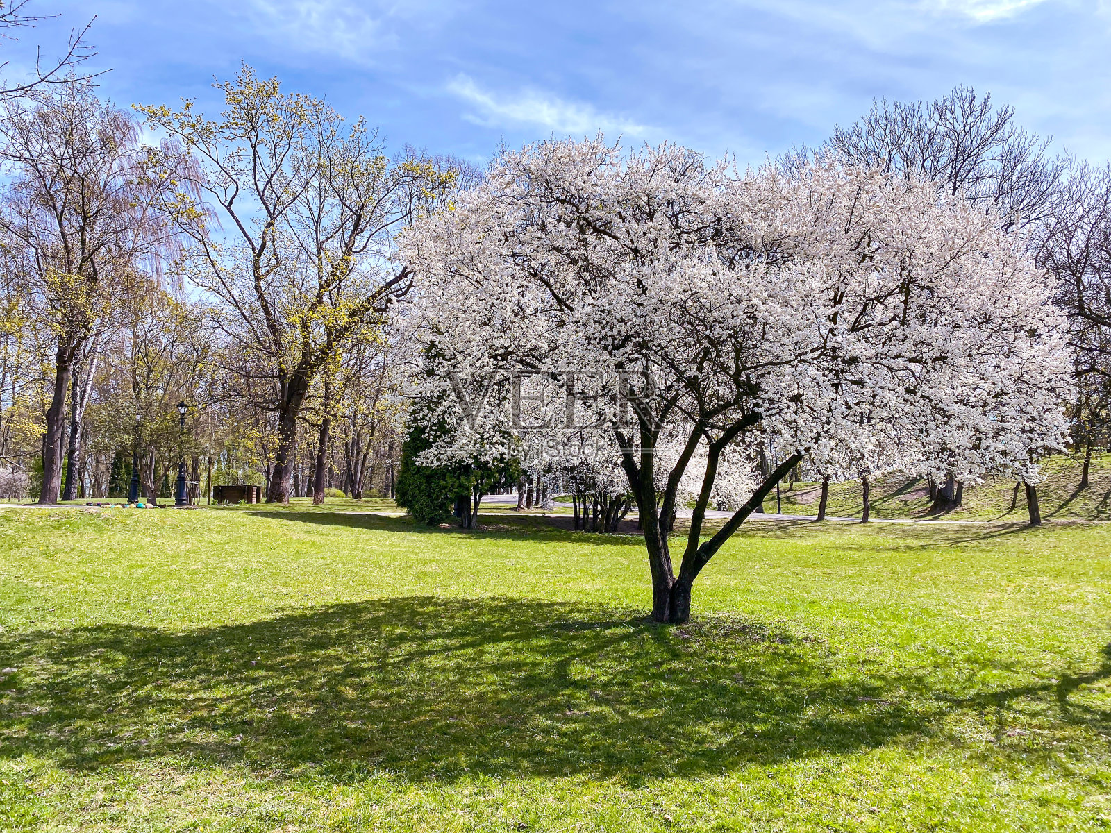 春天的公园景观是樱花盛开的树照片摄影图片