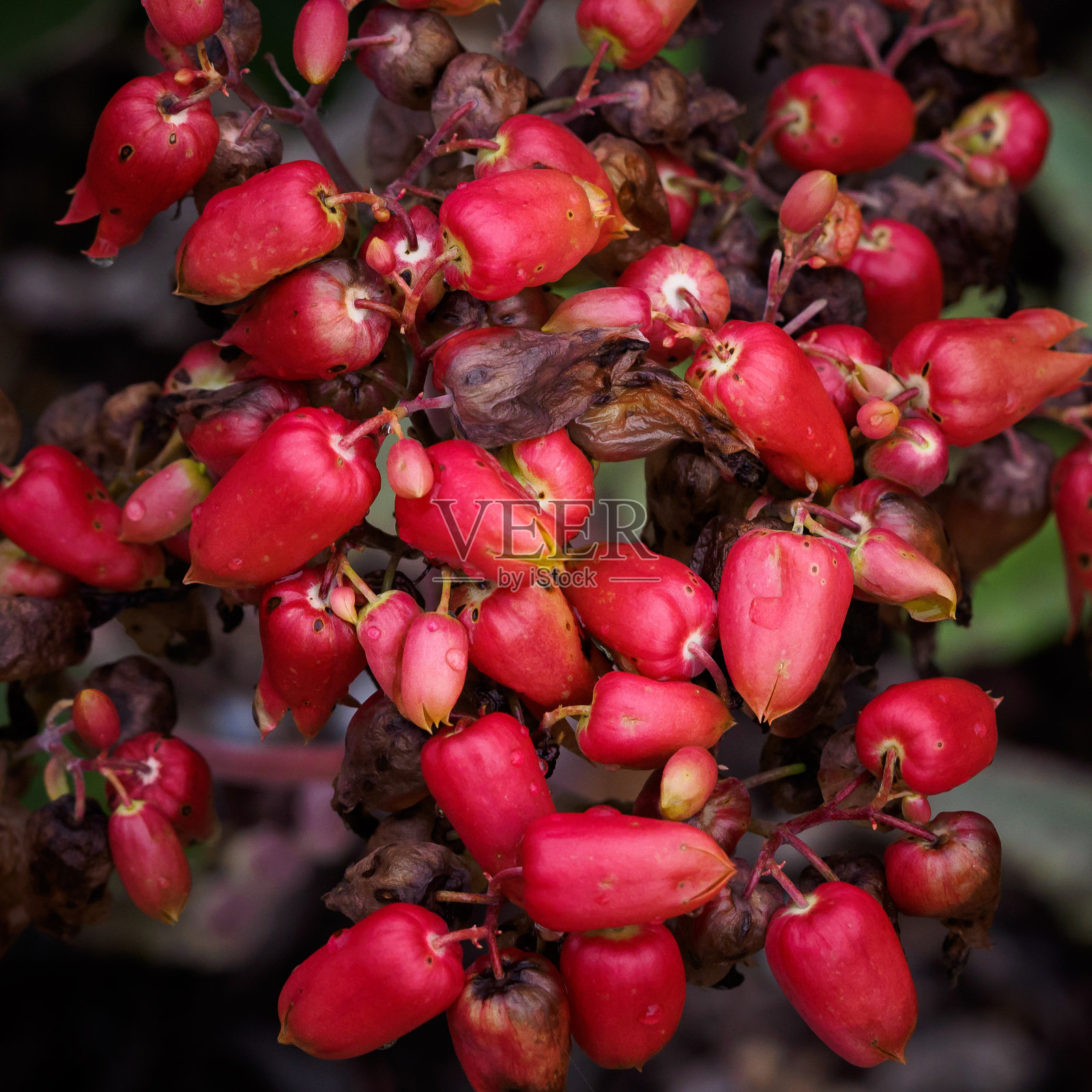 凤尾鱼gastonis-bonnieri照片摄影图片