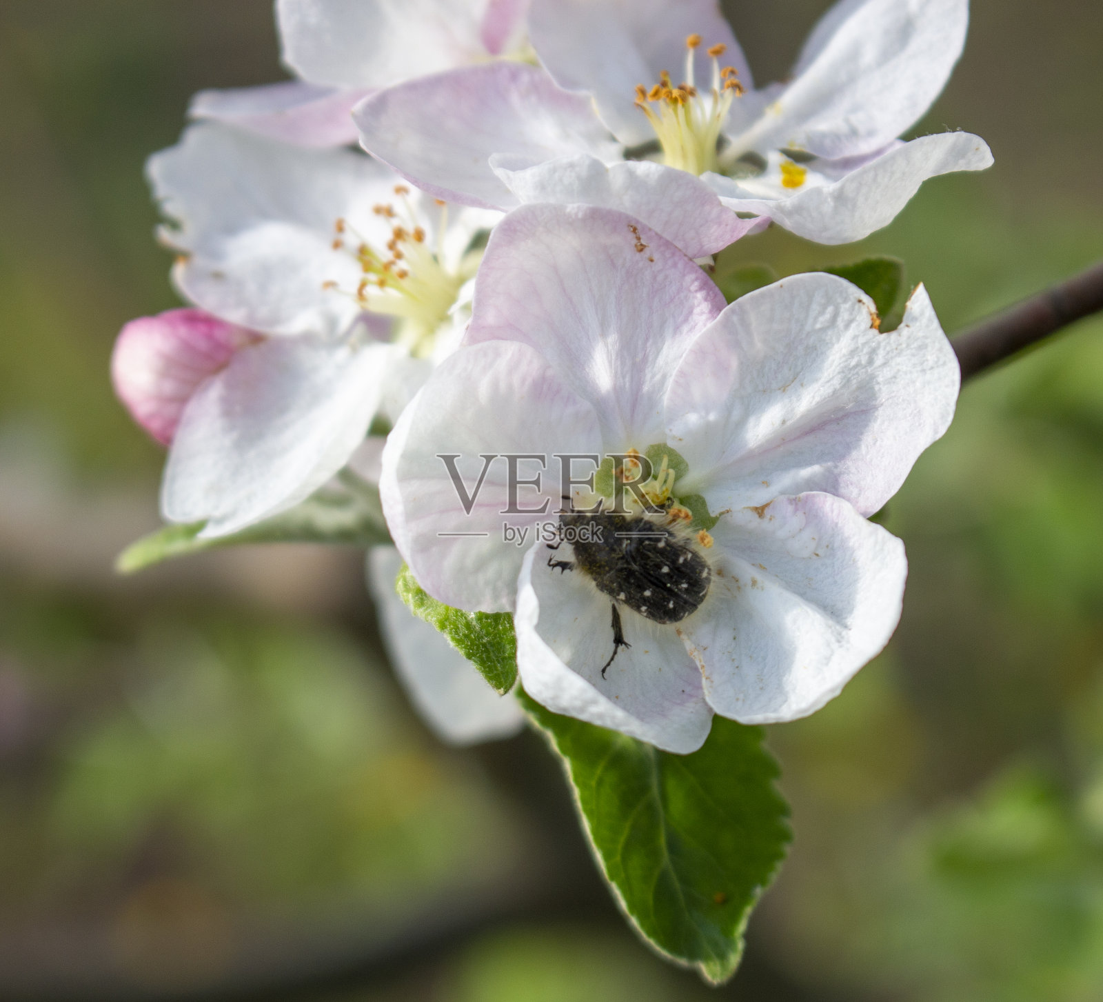 以果树的花蕾和花朵为食，破坏产量照片摄影图片