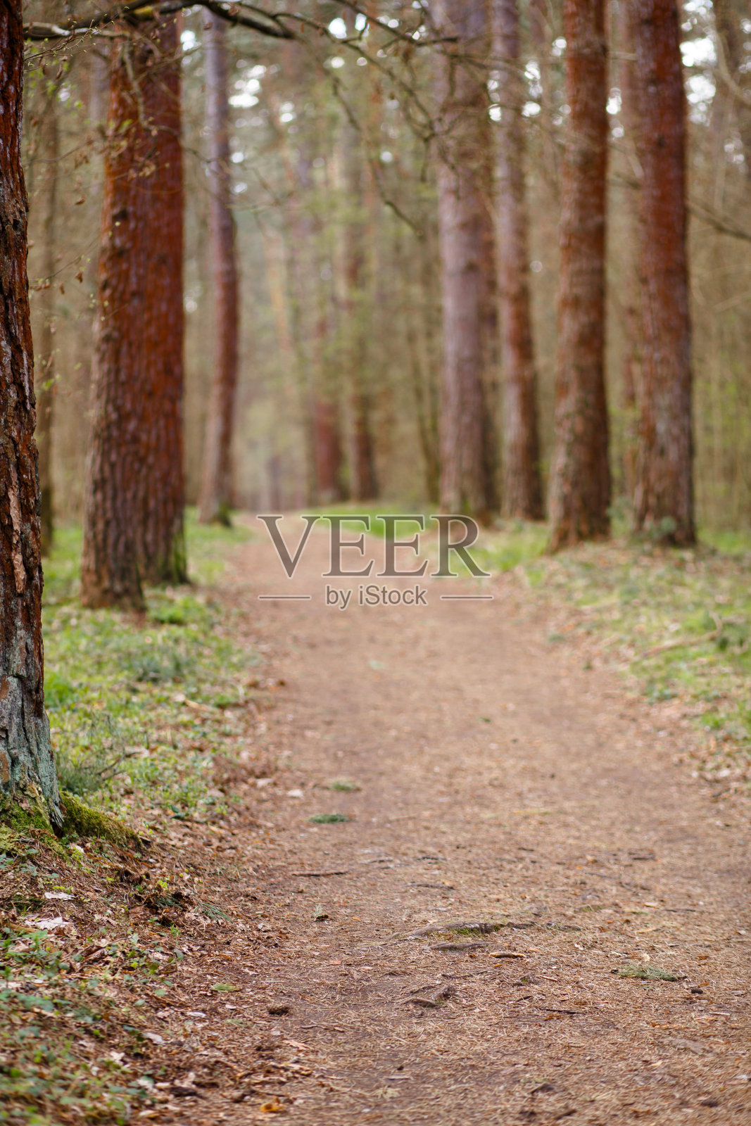 在森林公园里散步的一条小路。照片摄影图片