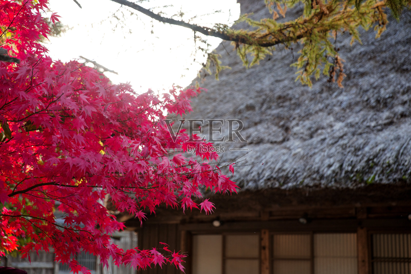 在日本岐阜县白川乡照片摄影图片