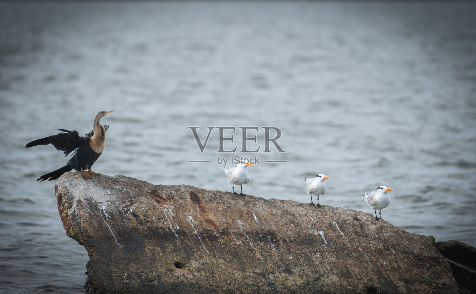 蛇眼镜蛇和三只皇家燕鸥照片摄影图片