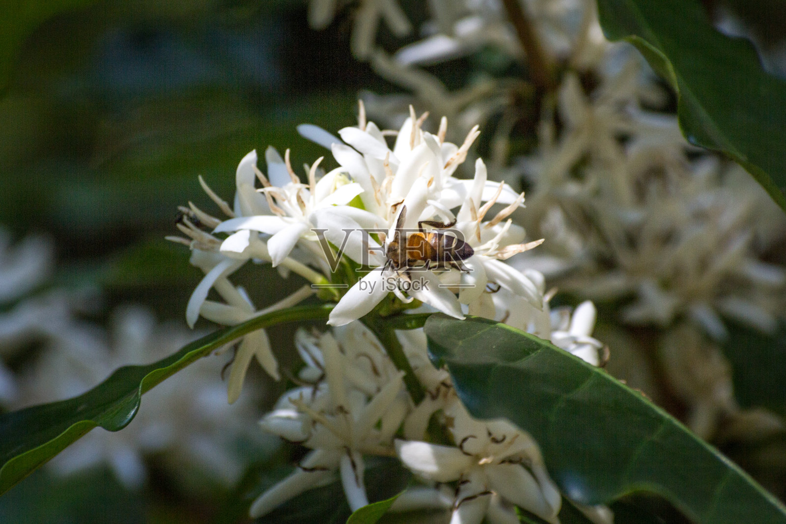 蜜蜂咖啡花照片摄影图片