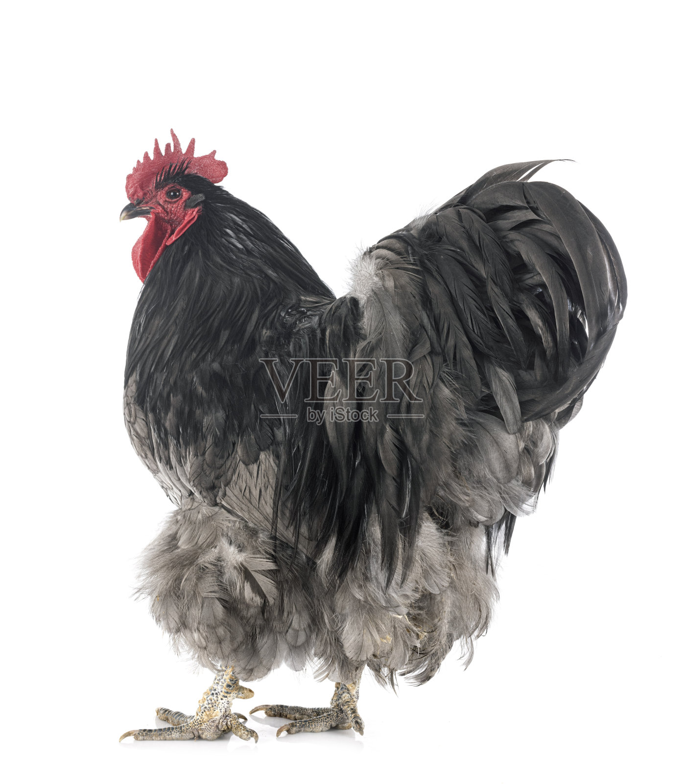 鸡鸡照片摄影图片