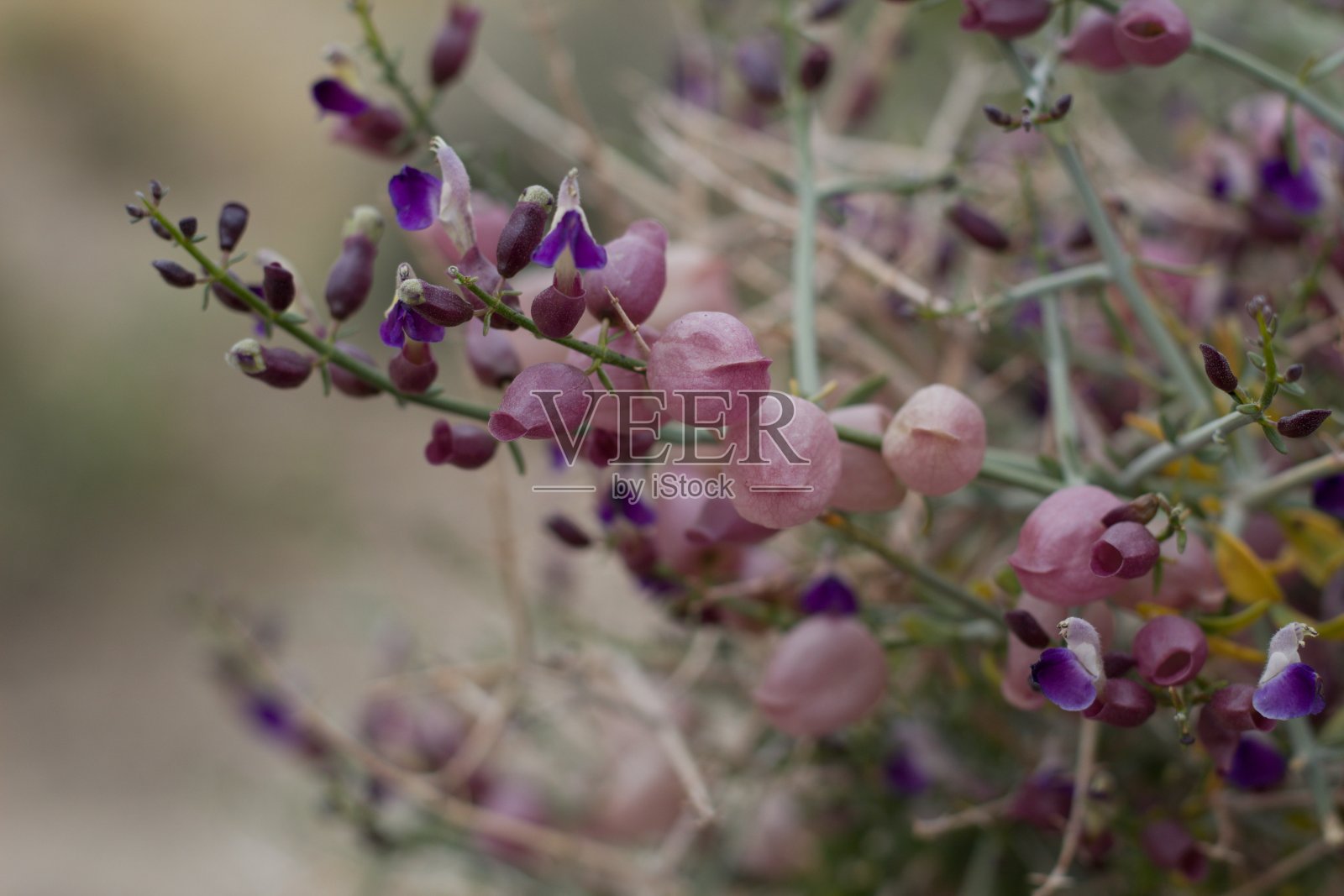 黄芩墨西哥-约书亚树np - 040920 b照片摄影图片