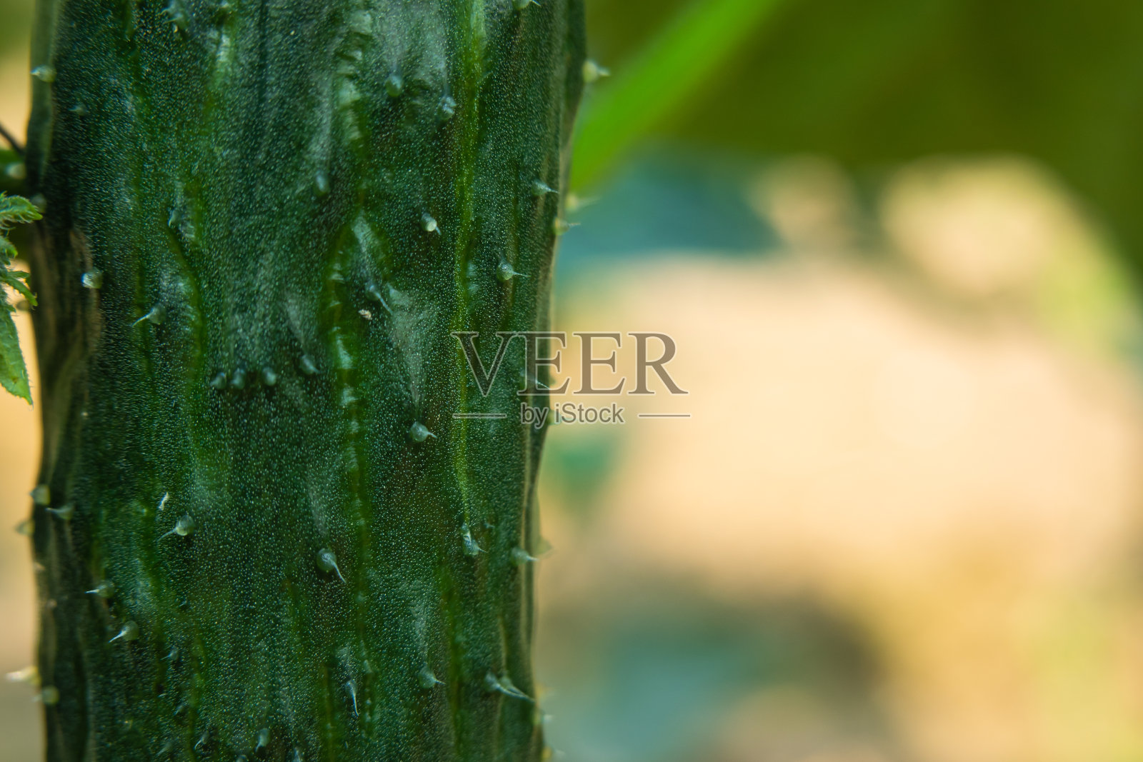 在阳光下的花园里培植黄瓜照片摄影图片