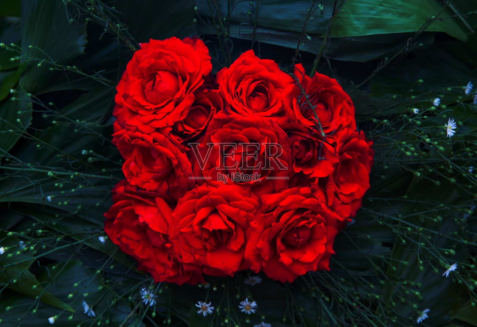 红玫瑰花束特写。充满活力的花纹理照片。绿叶中的玫瑰花朵。浪漫的旗帜模板照片摄影图片