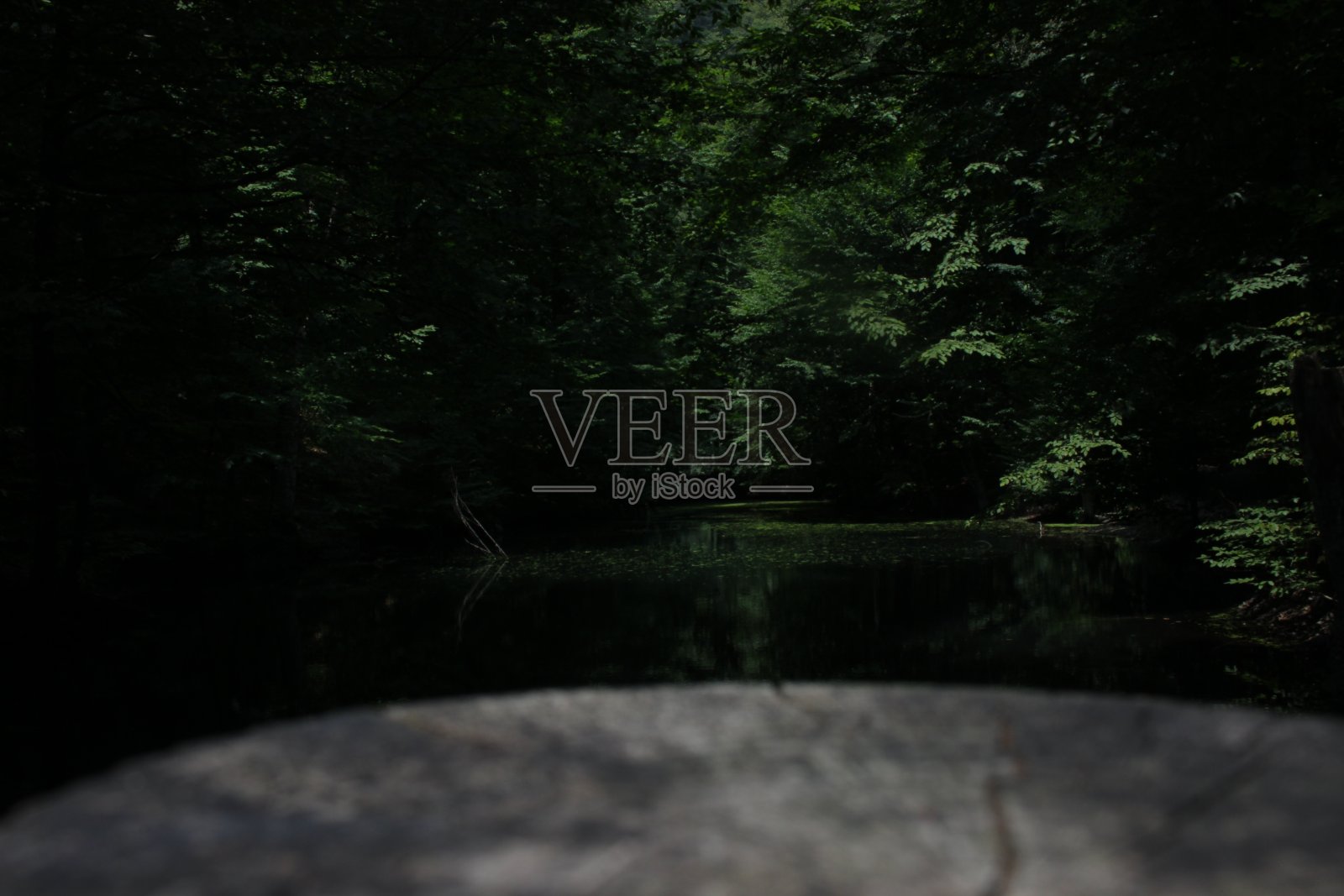 黑暗森林照片摄影图片