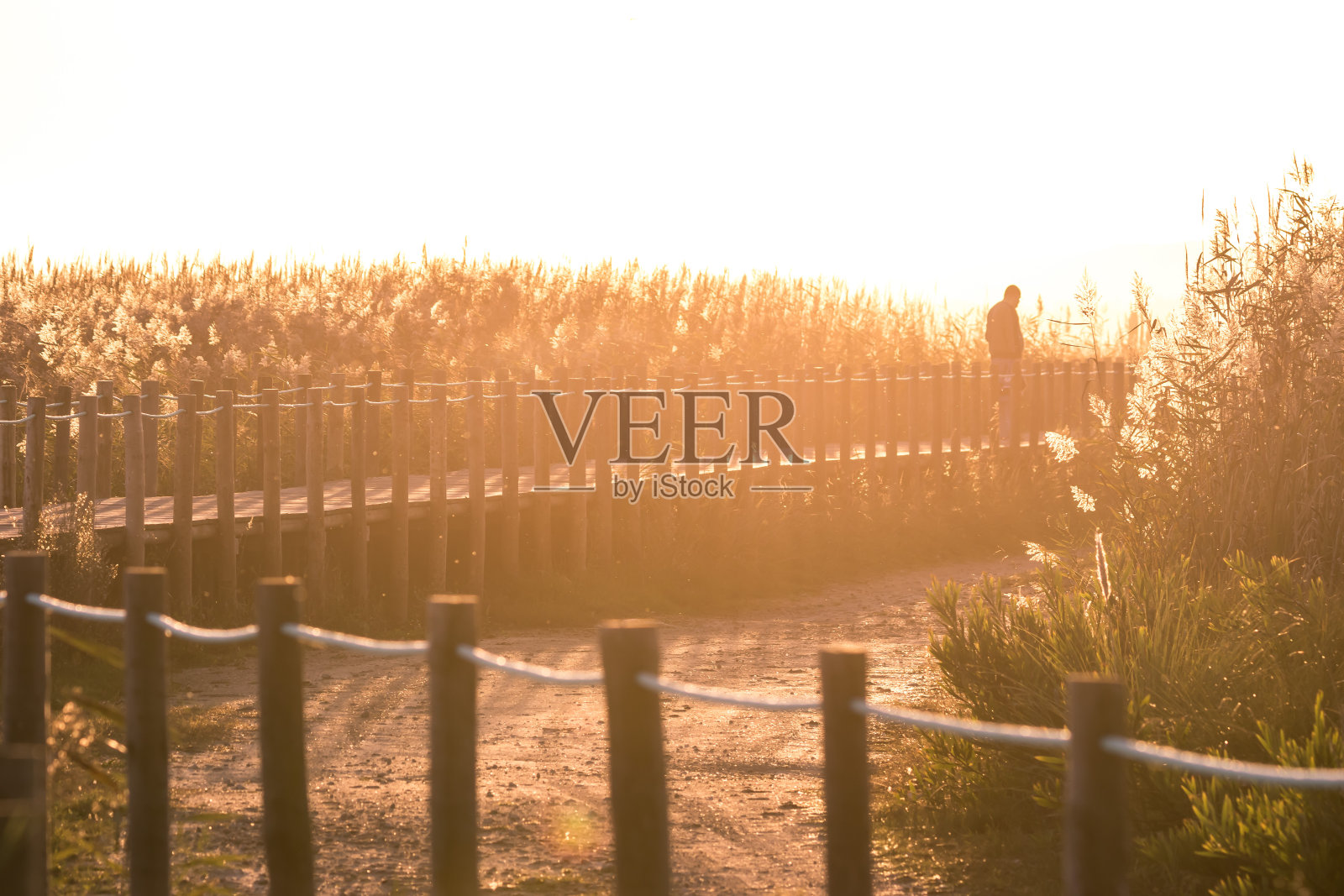 Barrinha de Esmoriz的黄金时光照片摄影图片