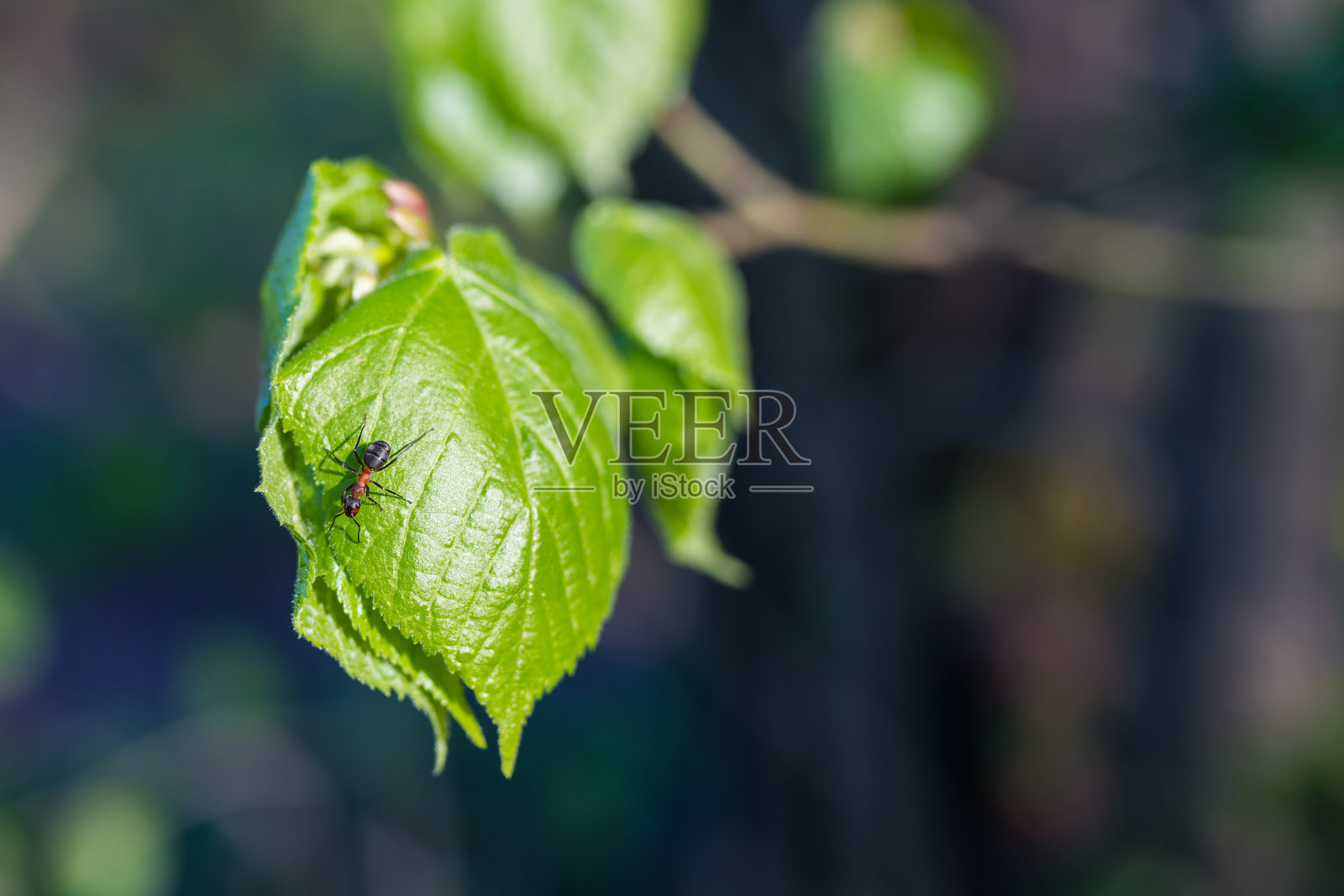 榛树叶上的红木工蚁。胶木温泉。Corylus avellana照片摄影图片