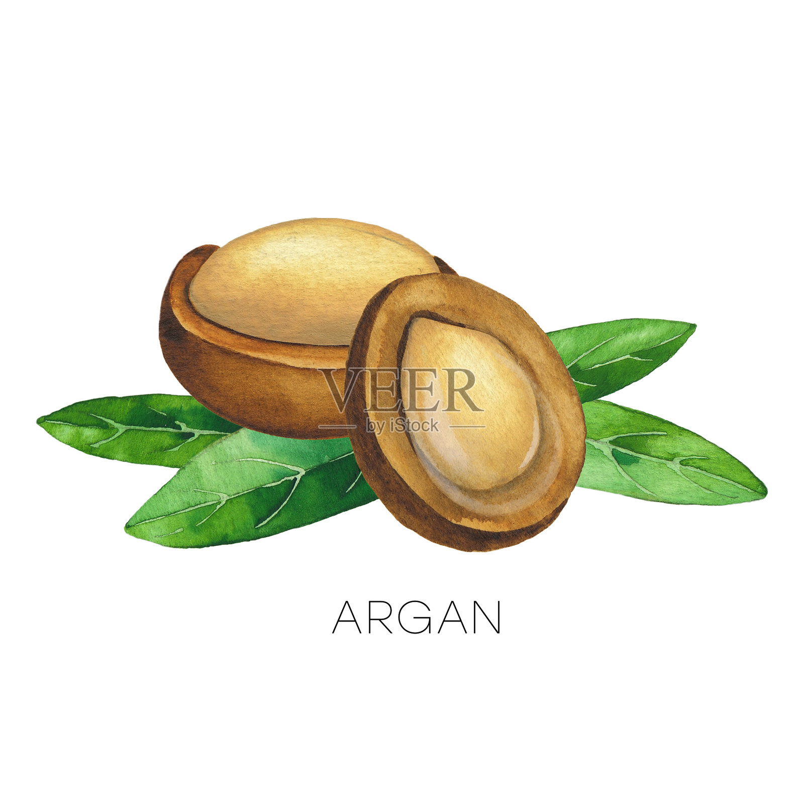 两个水彩坚果果实装饰的叶子插画图片素材