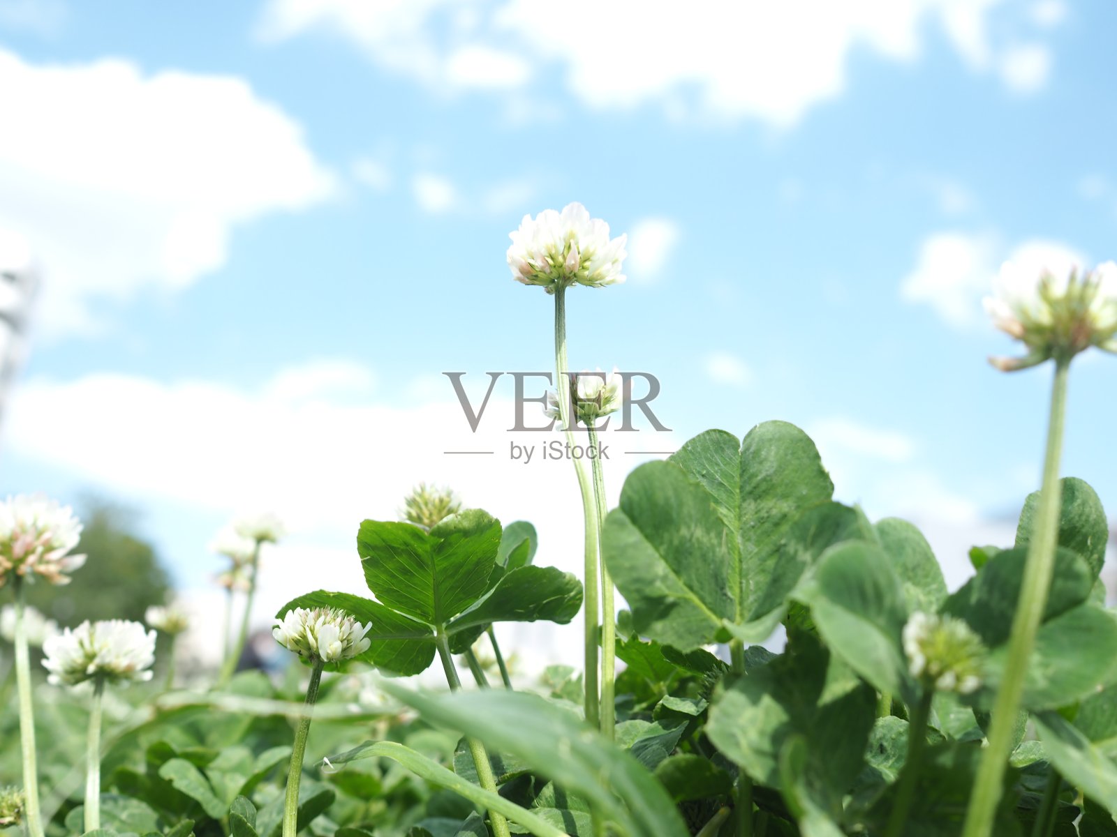 白车轴草照片摄影图片