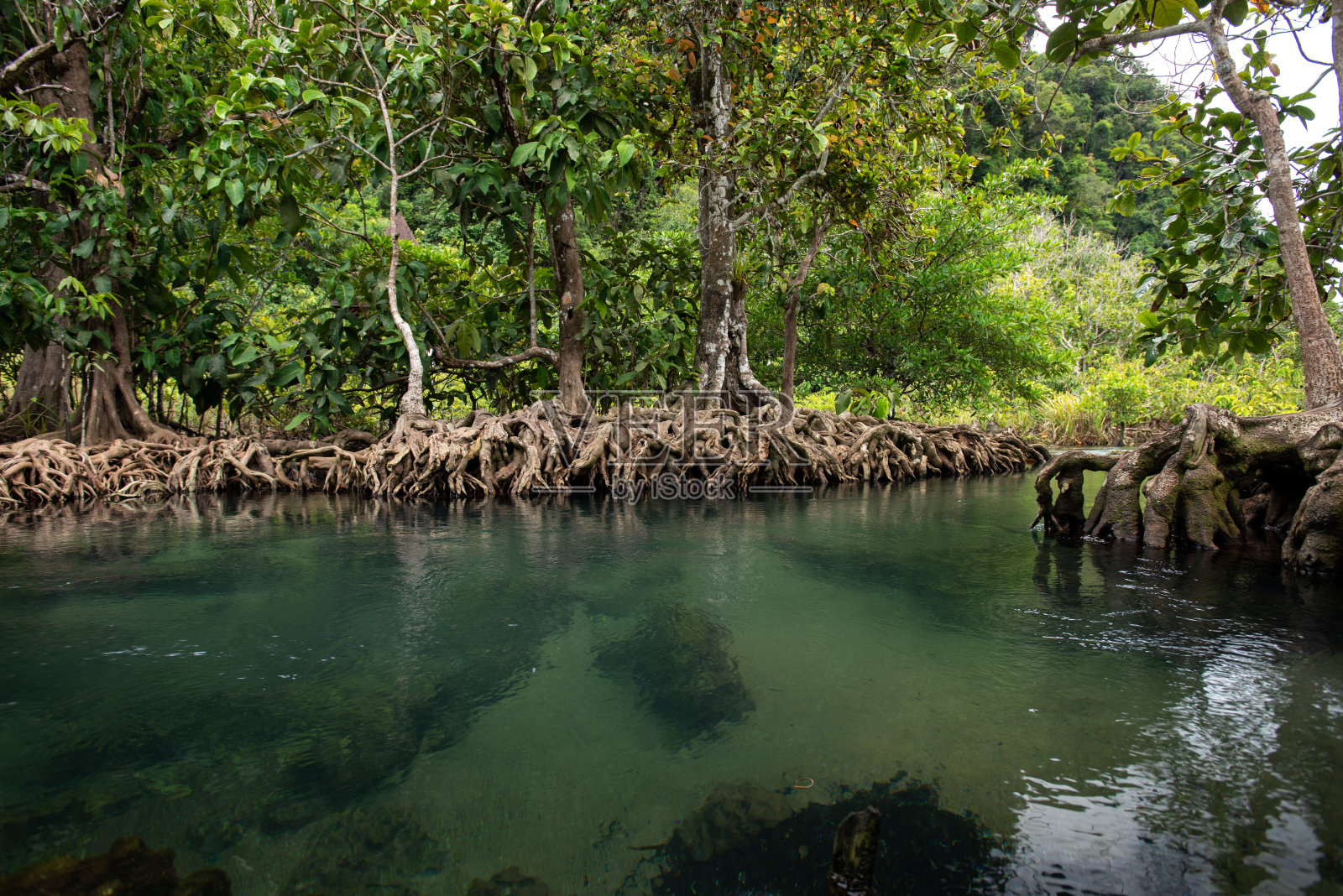 小溪中绿油油的水旁长着红树林。泰国甲米省的红树林照片摄影图片