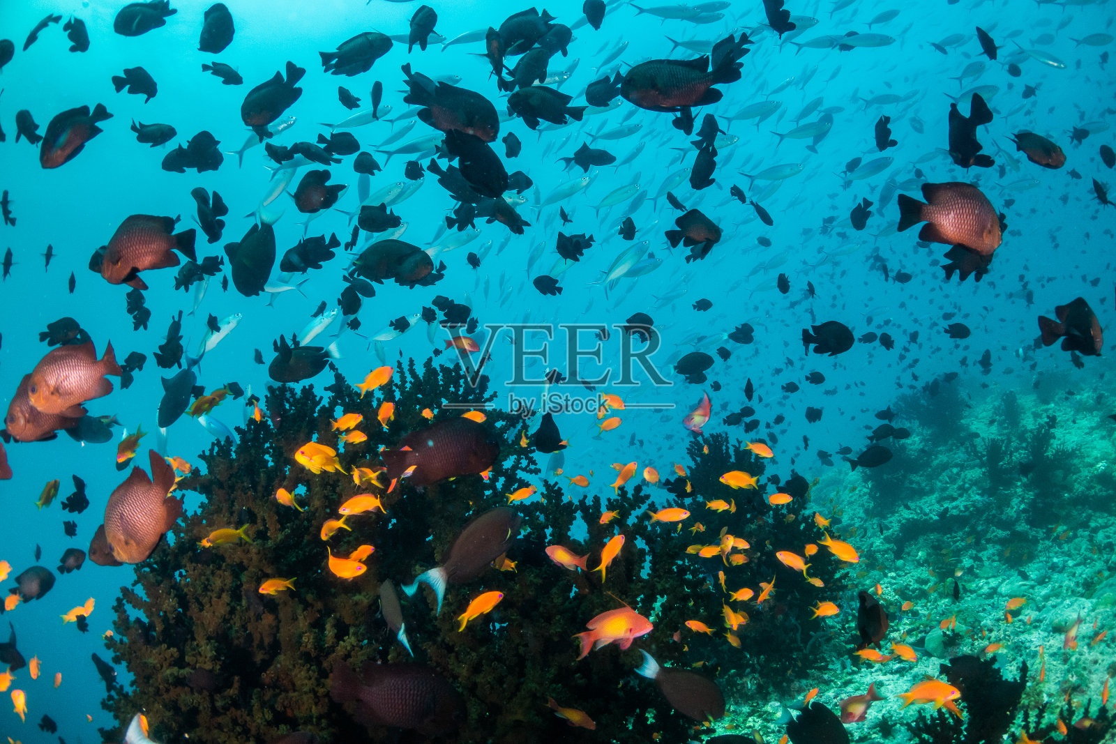 水下五彩缤纷的珊瑚和鱼类照片摄影图片