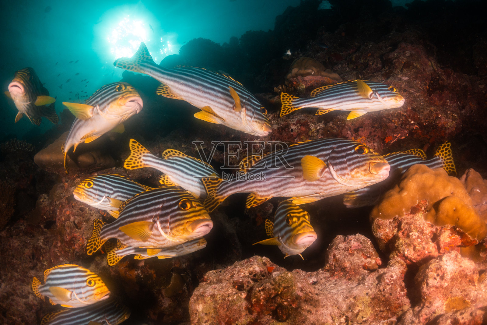 水下五彩缤纷的珊瑚和鱼类照片摄影图片
