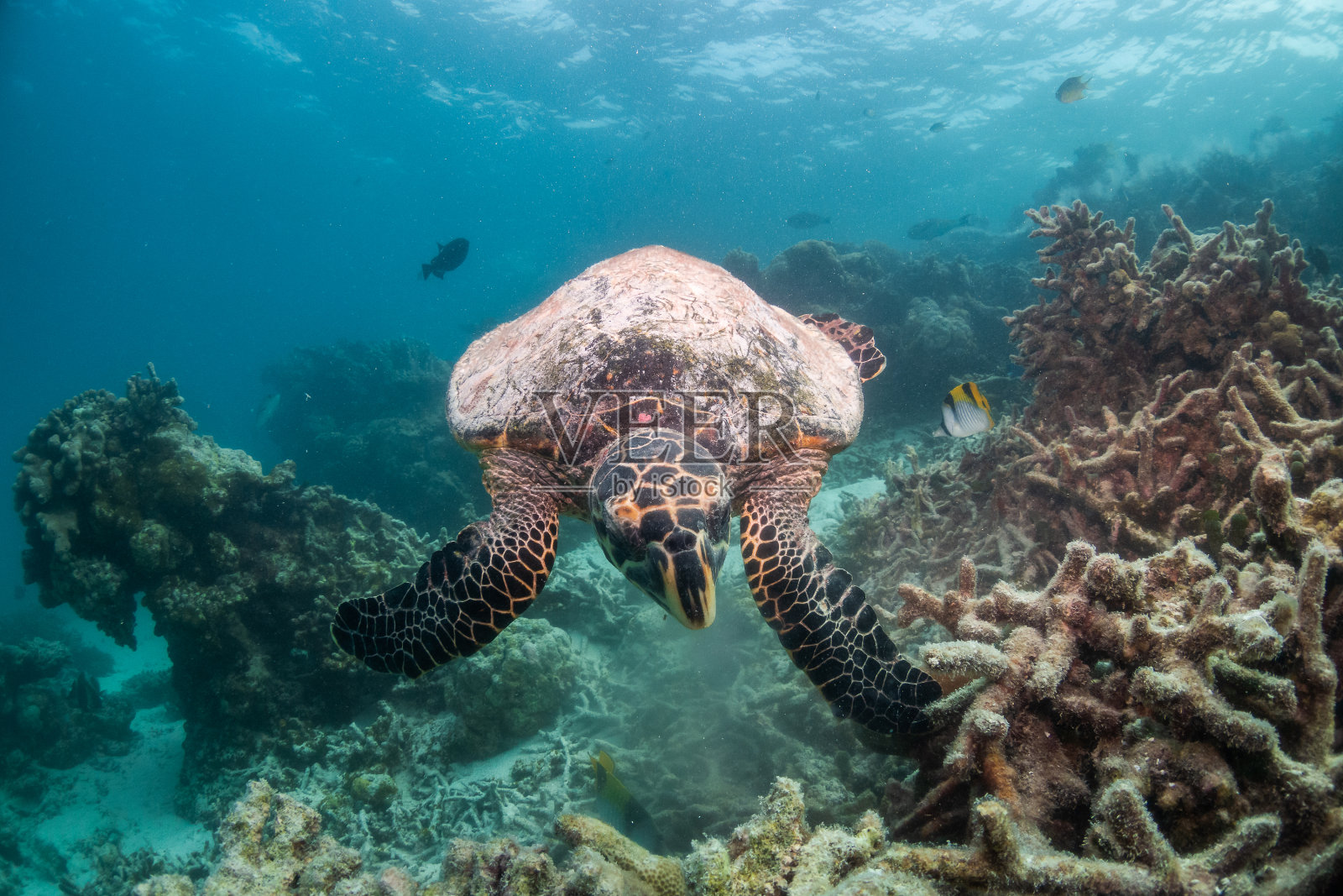 玳瑁海龟在五颜六色的珊瑚礁中游泳照片摄影图片