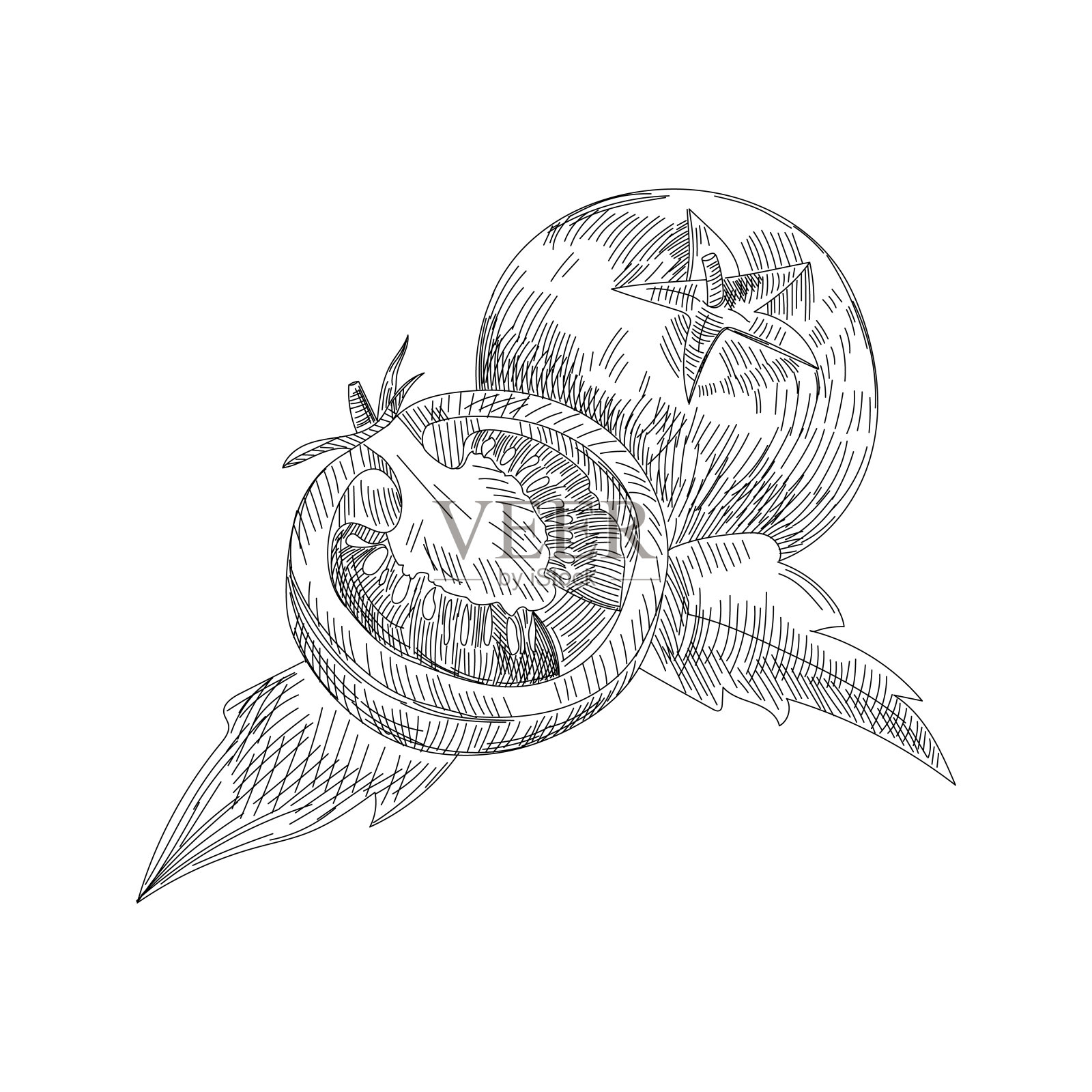 番茄矢量标志设计模板。新鲜蔬菜、食品或园艺手绘插图插画图片素材