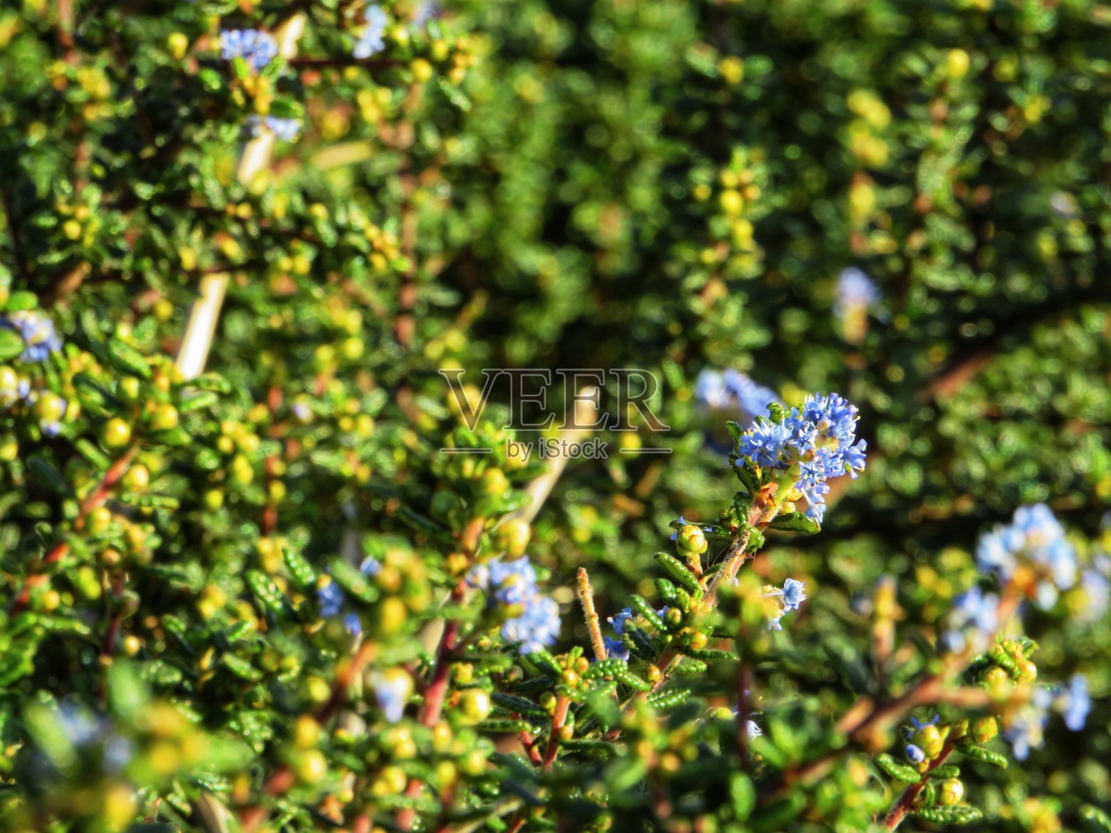 蓝色的绿色照片摄影图片