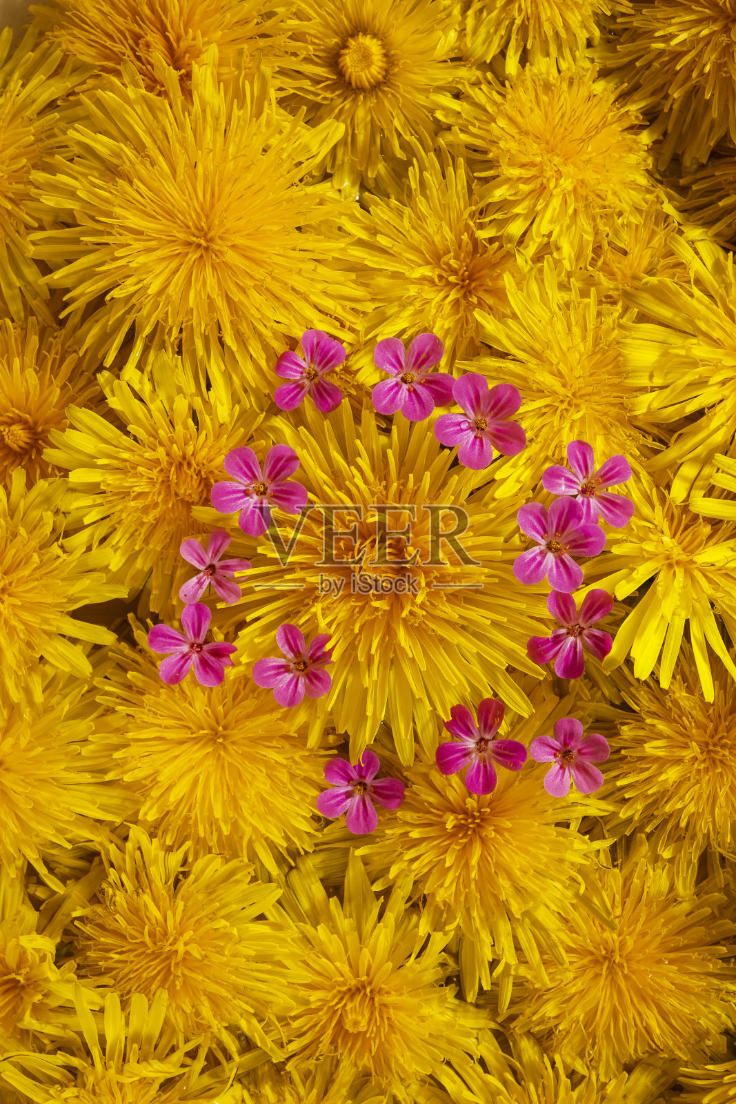 蒲公英的背景照片摄影图片