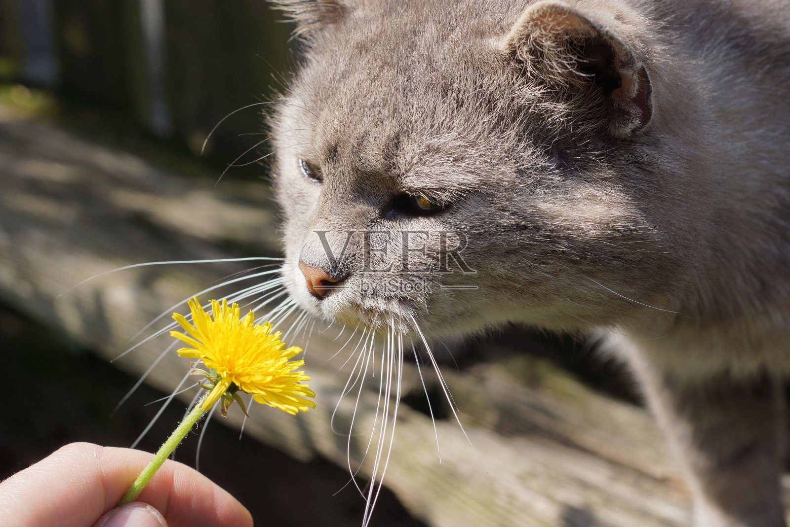 手指拿着一朵黄色的蒲公英花和一只灰色的嗅猫照片摄影图片