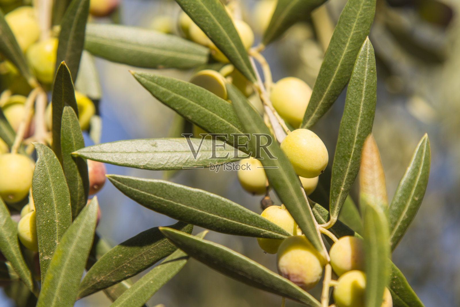 树上有一束绿色的有机橄榄照片摄影图片